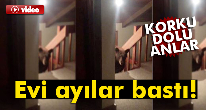 Evi ayılar bastı!