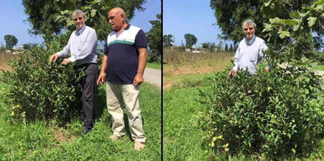 Tıbbı Ve Aromatik Bitkilerin Gen Haritası Oluşturuluyor