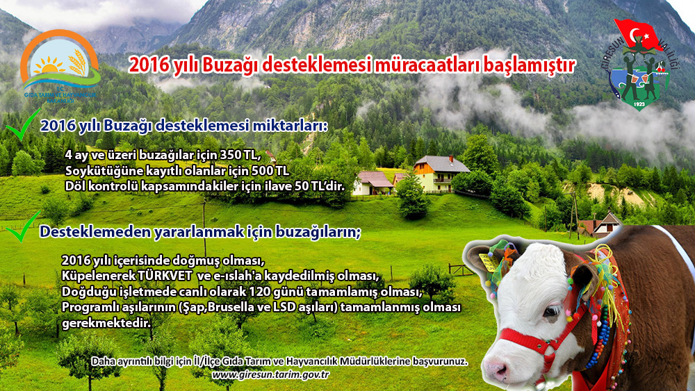Buzağı Desteklemesinde 2’nci Dönem Müracaatlar Başladı