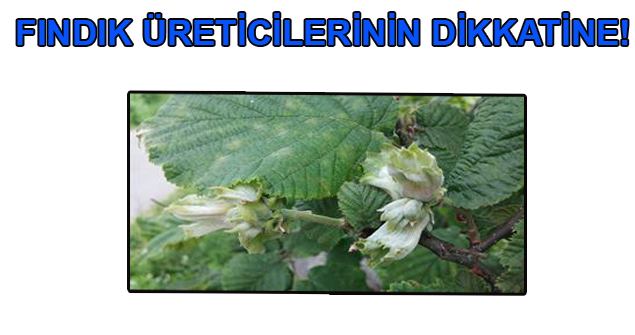 Fındık üreticilerinin dikkatine! Önleminizi Alın