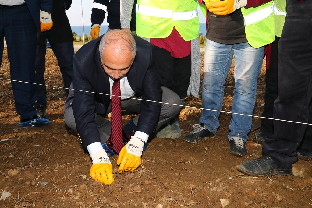 5 Bin Adet Isırgan Otu Dikimi yapıldı