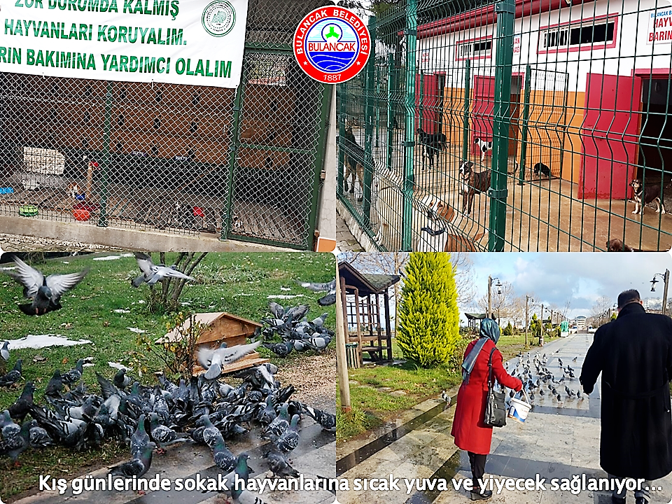Sokak hayvanlarına sıcak yuva ve yiyecek sağlanıyor