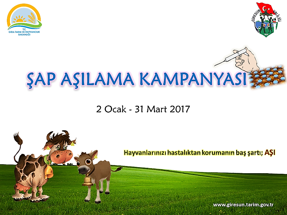Şap Aşılama Kampanyası düzenleniyor