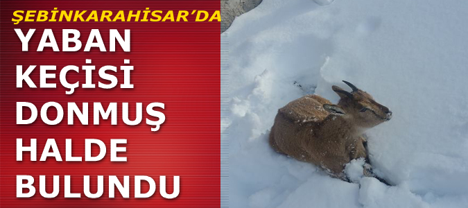 Şebinkarahisar'da Yaban Keçisi donmuş halde bulundu