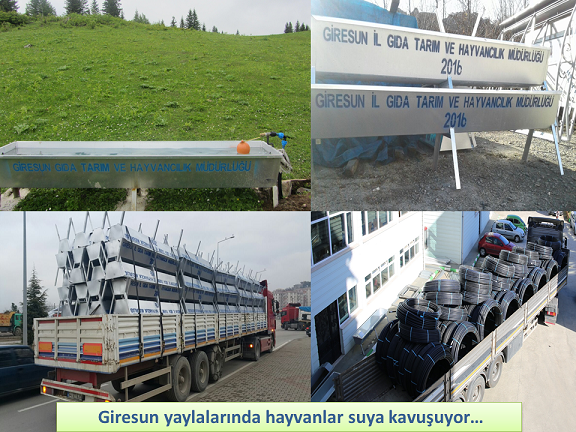Giresun Yaylalarında Hayvanlar Suya Kavuşuyor