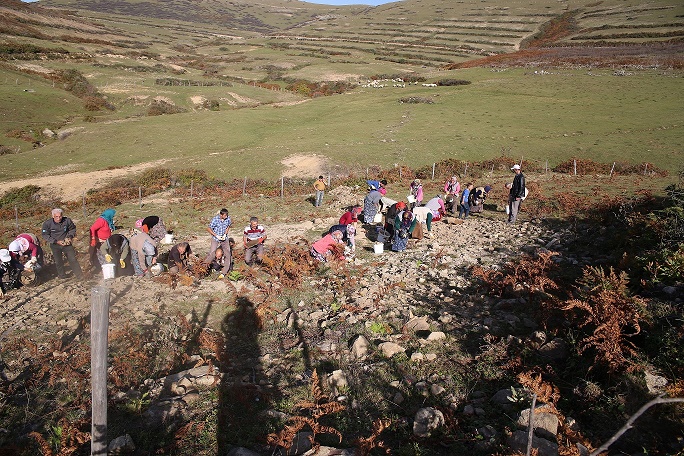Taşlardan Temizlenen Meralar Hayvanların  Kullanımına  Açıldı