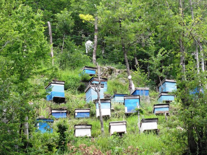 Ordu Ve Giresun’da İki Yeni Bal Ormanı Tesis Edildİ