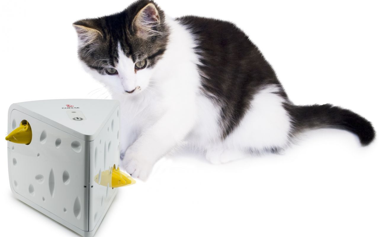 Kedi ve Köpek Sahiplerinin Tüm İhtiyaçları Petzimo.com’da 