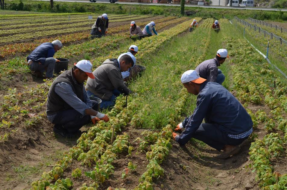 Giresun Ve Ordu’da 2016 Yılı Fidanlık Faaliyetleri Tamamlandı