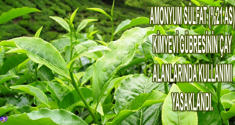  Amonyum Sülfat Gübresi Çay Alanlarında Yasaklandı