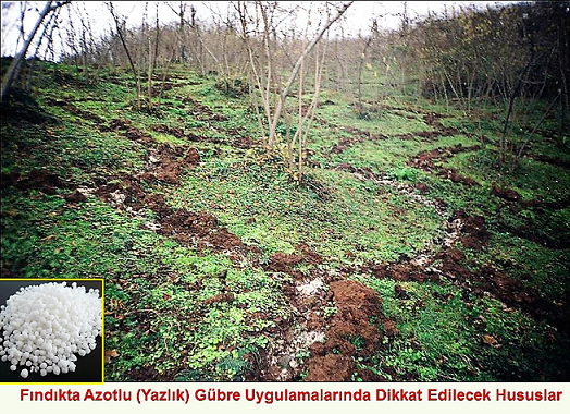 Fındıkta Azotlu Gübre Uygulamalarında Dikkat Edilecek Hususlar