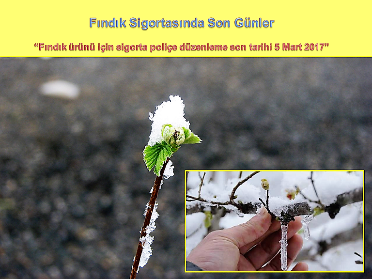 Fındık Sigortasında Son Günler