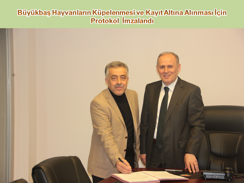 Büyükbaş Hayvanların Küpelenmesi ve Kayıt Altına Alınması