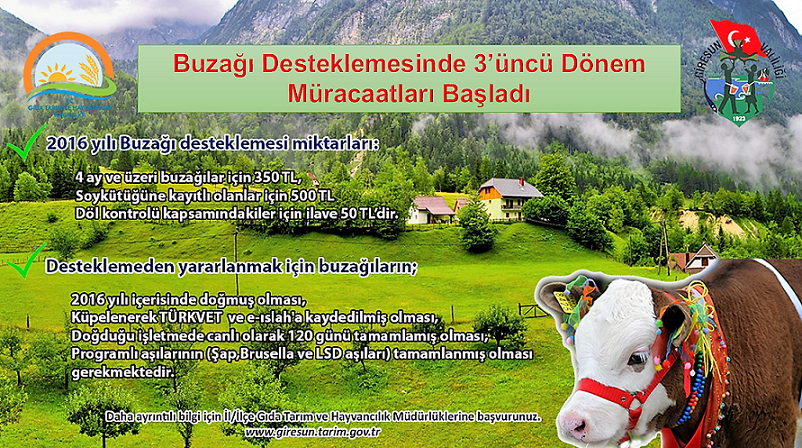 Buzağı Desteklemesinde 3’üncü Dönem Müracaatları Başladı