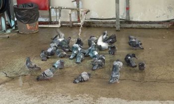 Akaryakıt İstasyonunda Güvercin Banyosu