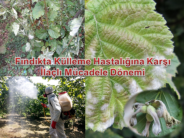 Fındıkta Külleme Hastalığına Karşı İlaçlı Mücadele Dönemi