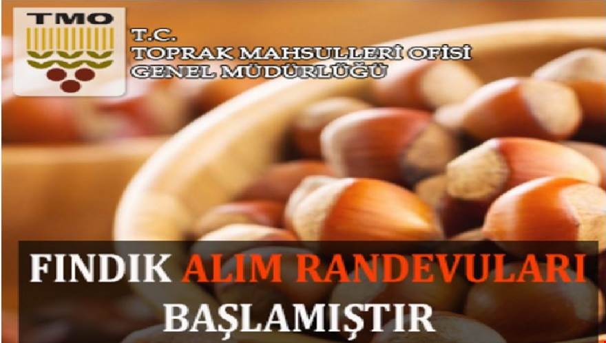 TMO Giresun’da Fındık Alımlarına Başladı
