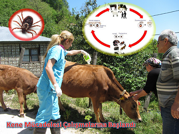 Kene Mücadelesi Çalışmalarına Başlandı