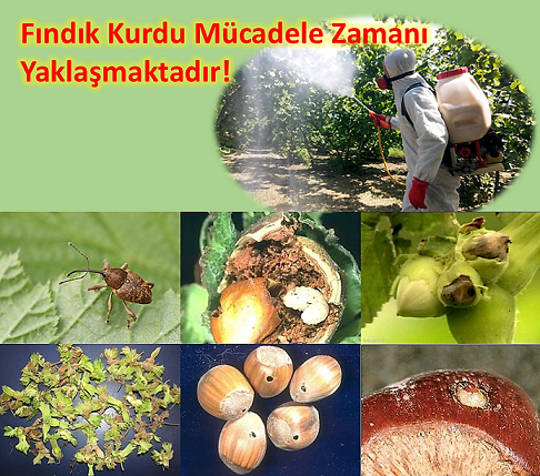Fındık Kurdu Mücadele Zamanı Yaklaşmaktadır