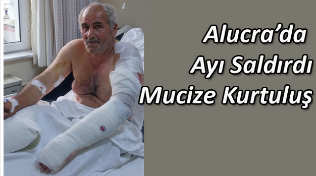 Alucra'da Ayı Saldırısından Mucizevi Kurtuluş