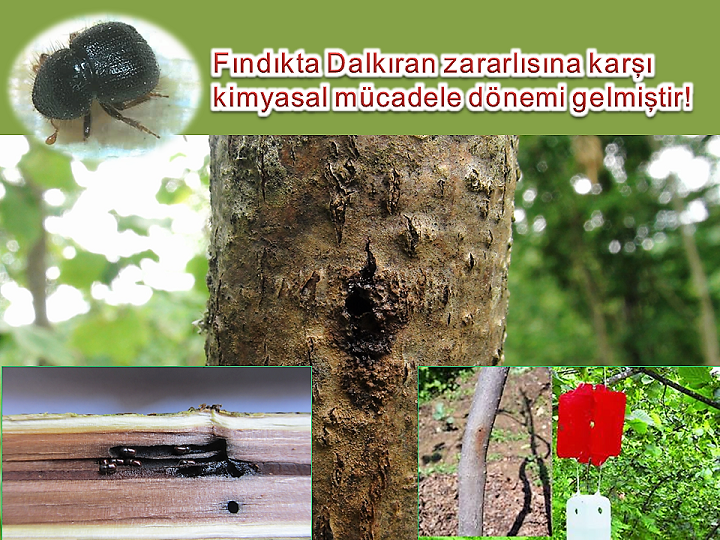 Fındık Üreticilerine Dalkıran Uyarısı