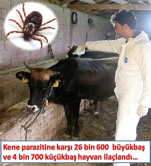 Kene Mücadelesi Çalışmaları Devam Ediyor  