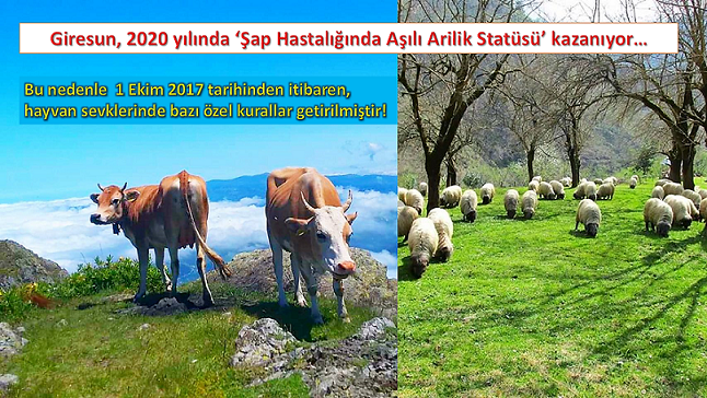 İlimiz 2020 yılında ‘Şap Hastalığında Aşılı Arilik Statüsü’ kazanıyor…