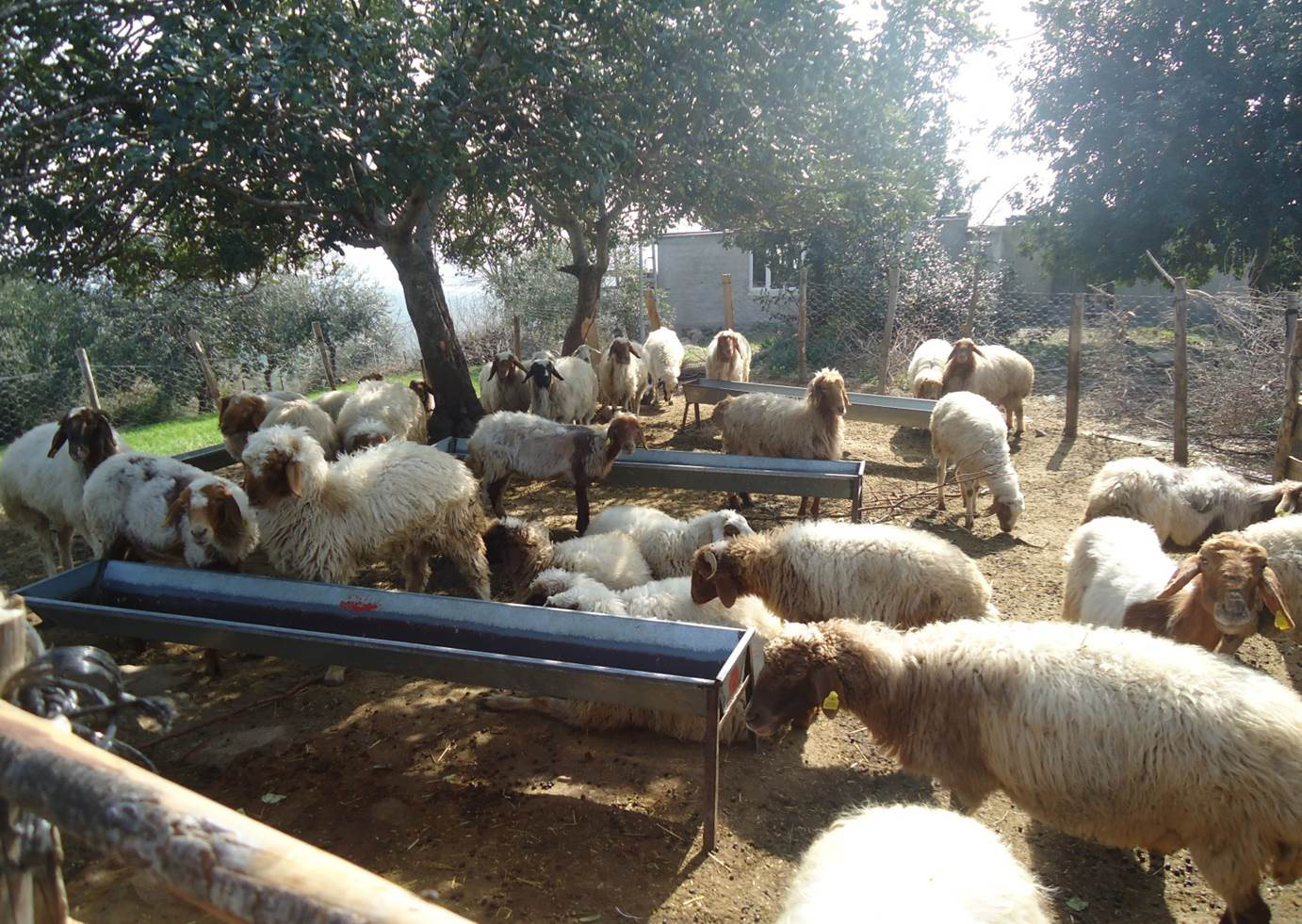 Giresun’da Orman Köylüsüne Büyük Destek…