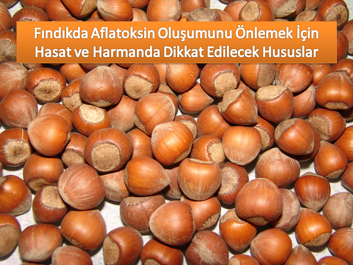 Hasat ve HarmandaDikkat Edilecek Hususlar