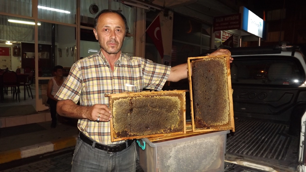 Doğankent'te Kestane Balı Hasadı Başladı 