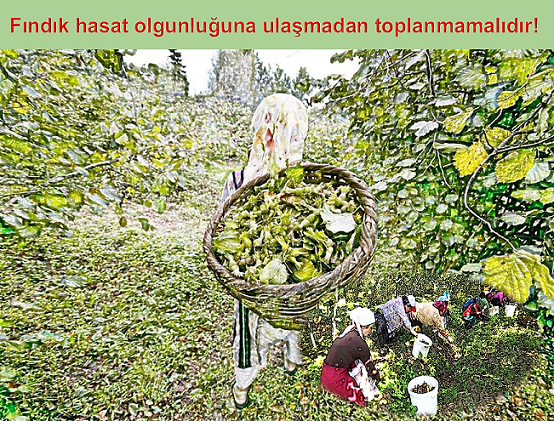 Fındık hasat olgunluğuna ulaşmadan toplanmamalıdır!