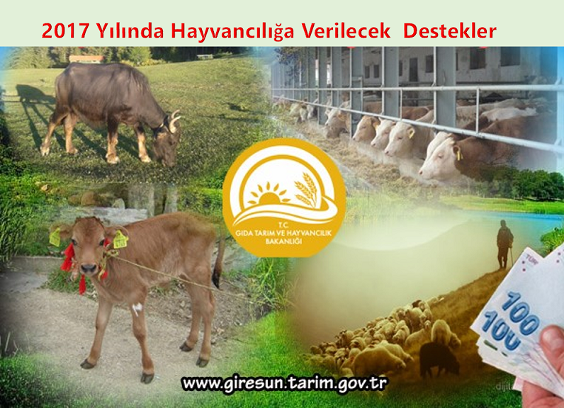 2017 Yılında Hayvancılığa Verilecek  Destekler  