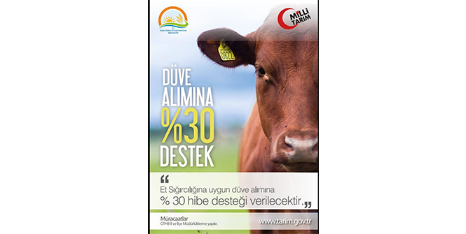 Düve Alımlarına %30 Hibe Desteği Müracaatları Başladı
