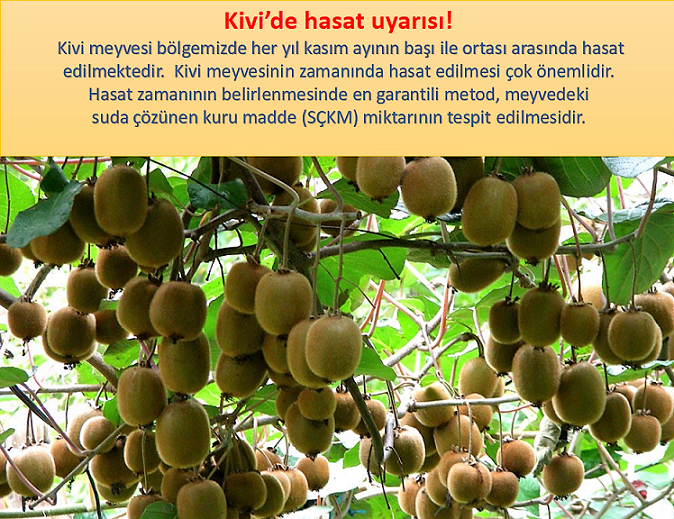 Kivi’de hasat uyarısı