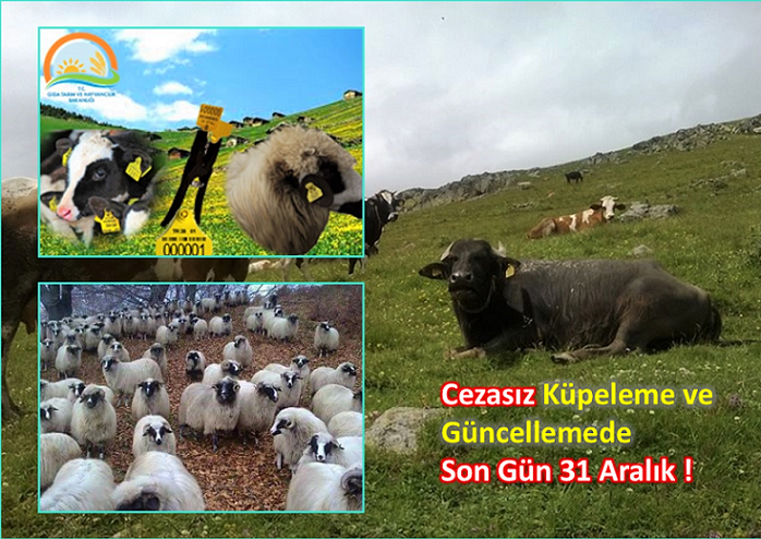 Hayvancılıkta Cezasız Küpeleme ve Güncellemede Son Gün 31 Aralık