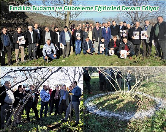 Fındıkta Budama ve Gübreleme Eğitimleri Devam Ediyor