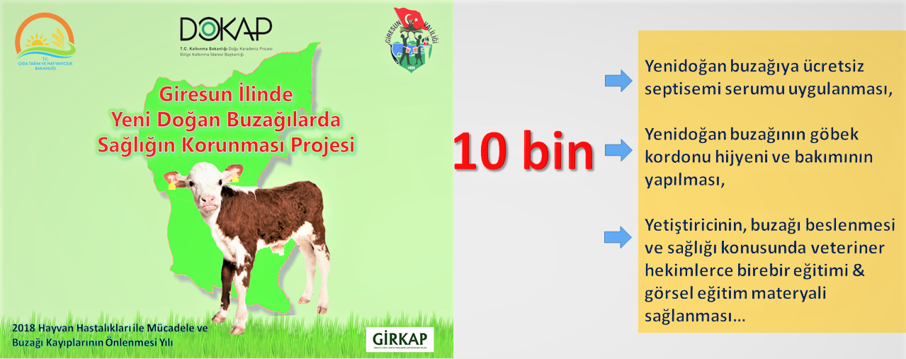 Giresun’da Yeni Doğan Buzağılarda Sağlığın Korunması Projesi