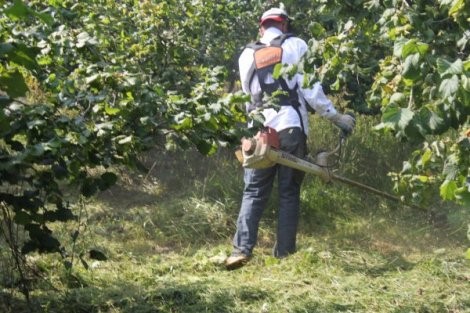 Fındık Bahçelerinde Yabancı Ot Mücadelesi Zamanı Gelmiştir