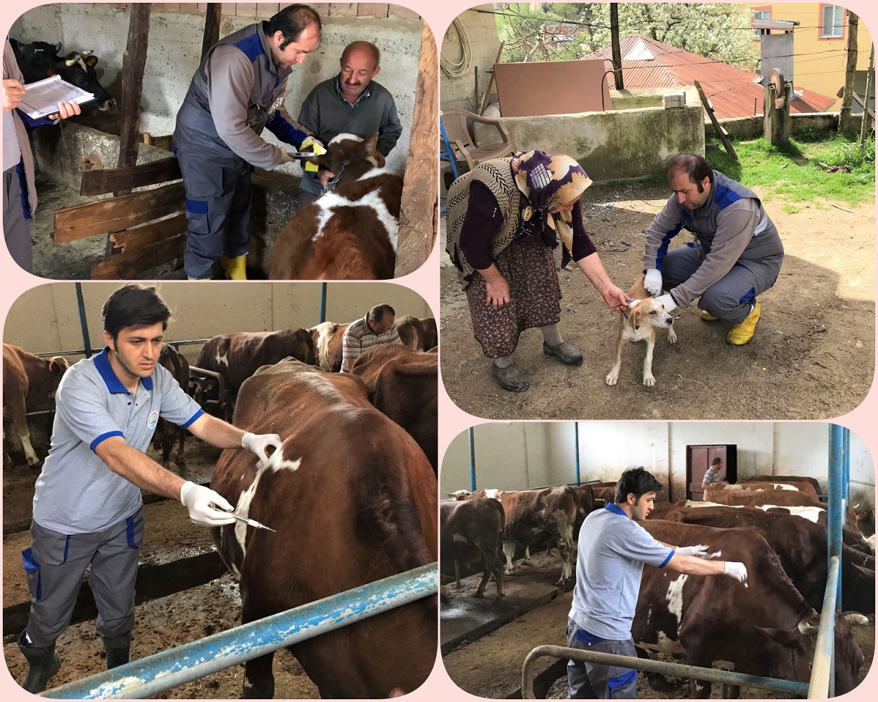 Aşılama Kampanyaları ve Küpeleme Çalışmaları Devam Ediyor