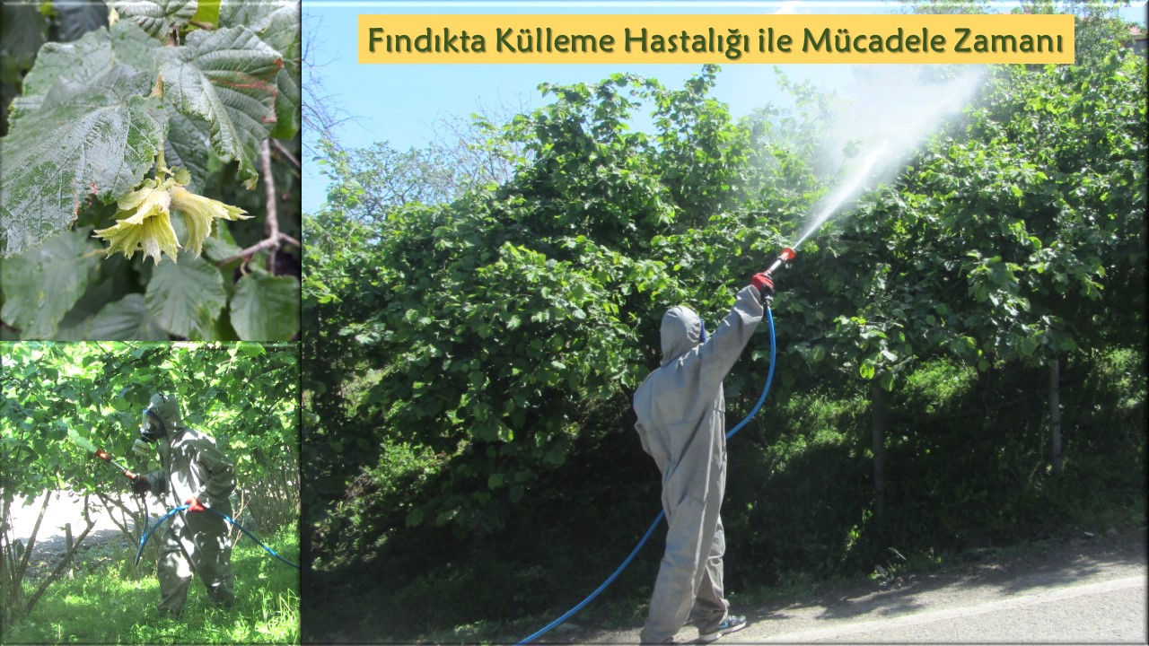 Fındıkta Külleme Hastalığıyla Mücadele Zamanı Gelmiştir