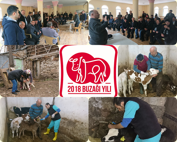  Buzağı Sağlığı Projesi Çalışmaları Devam Ediyor 