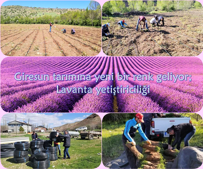 Giresun Tarımına Yeni Bir Renk Geliyor; Lavanta Yetiştiriciliği