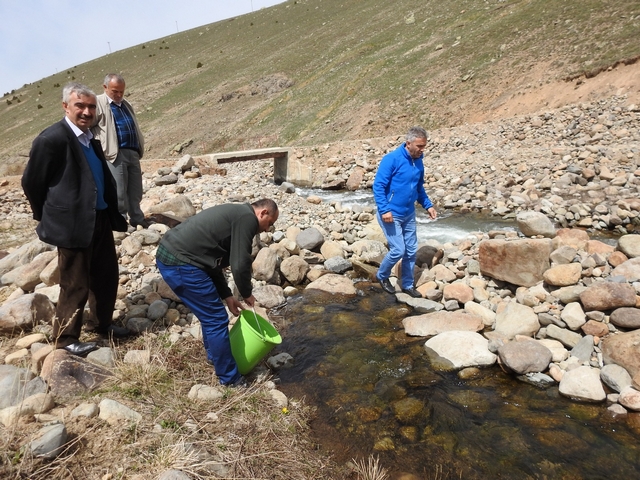 Alucra'ya 100 Bin Adet Alabalık Yavrusu
