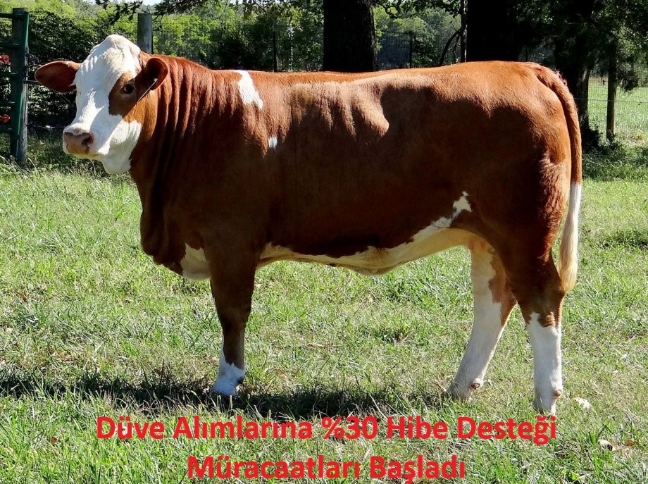 Düve Alımlarına %30 Hibe Desteği Müracaatları Başladı