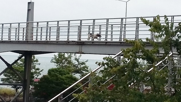 Giresun’da Köpekler Üst Geçidi Kullanıyor