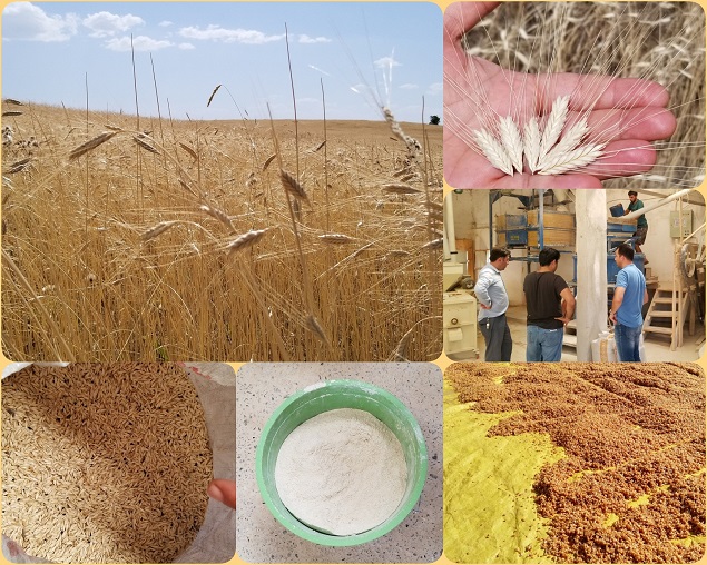 Çamoluk’ta Buğdayın Atası Siyez'in Hasadı Tamamlandı