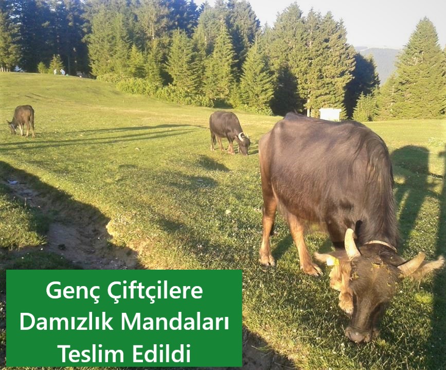 Genç Çiftçilere Damızlık Mandaları Teslim Edildi