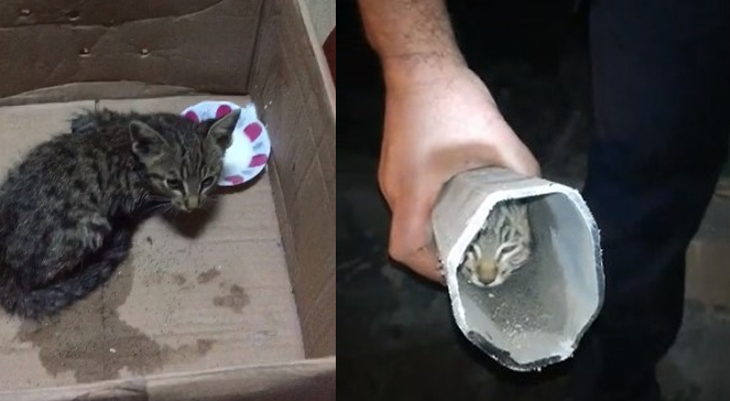 Elektrik direğinin içine sıkışan kedi 1 hafta sonra kurtarıldı!