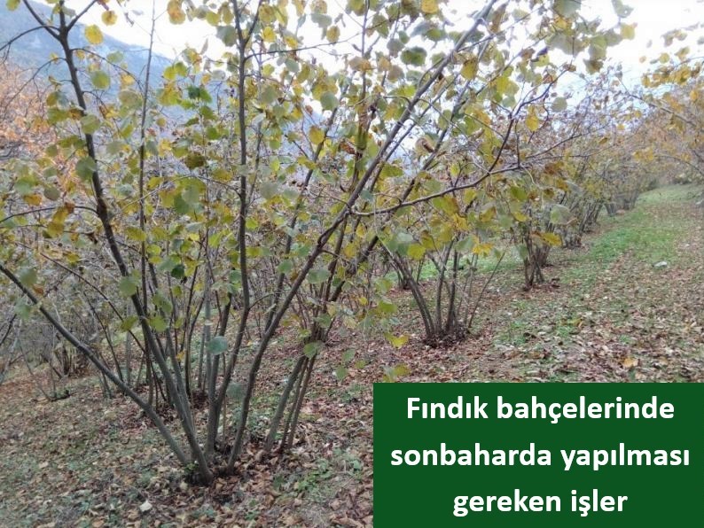 Fındık bahçelerinde sonbaharda yapılması gereken işler