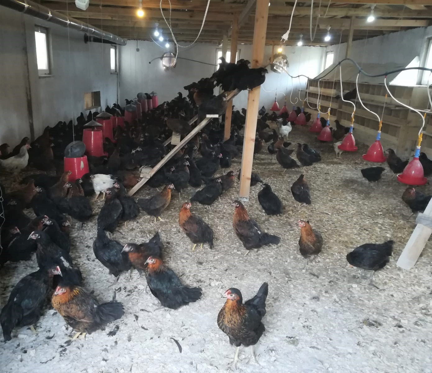 Giresun’da Organik Yumurta Üretimi Başlıyor
